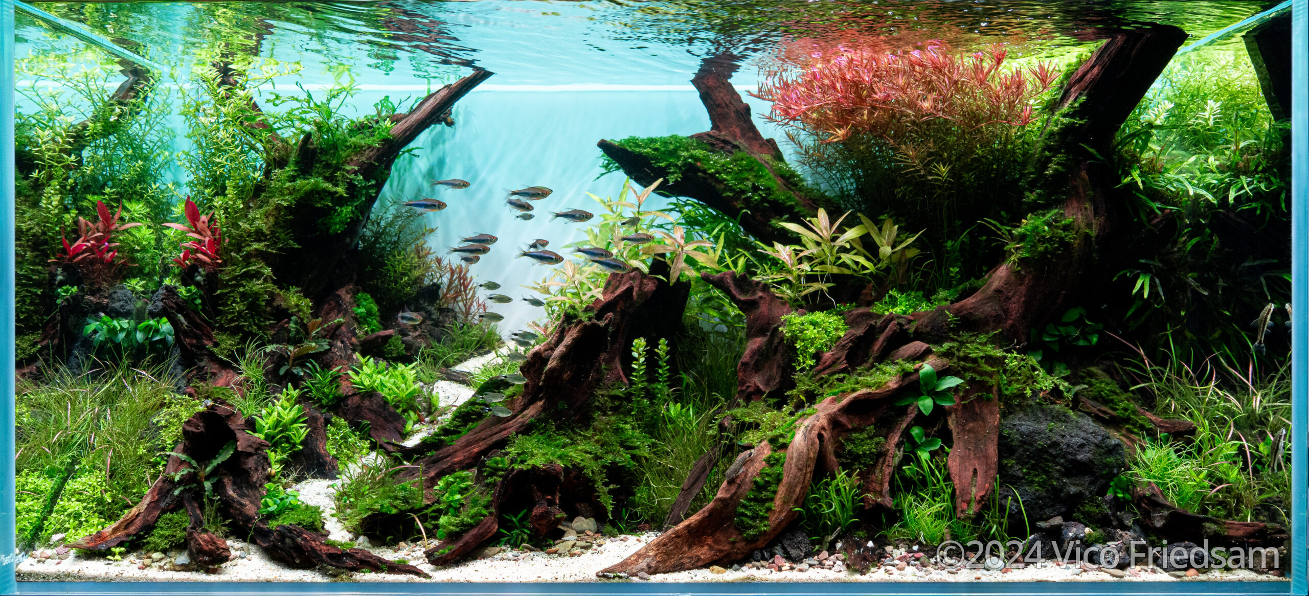 Meadow path - Aqua Plants Hub