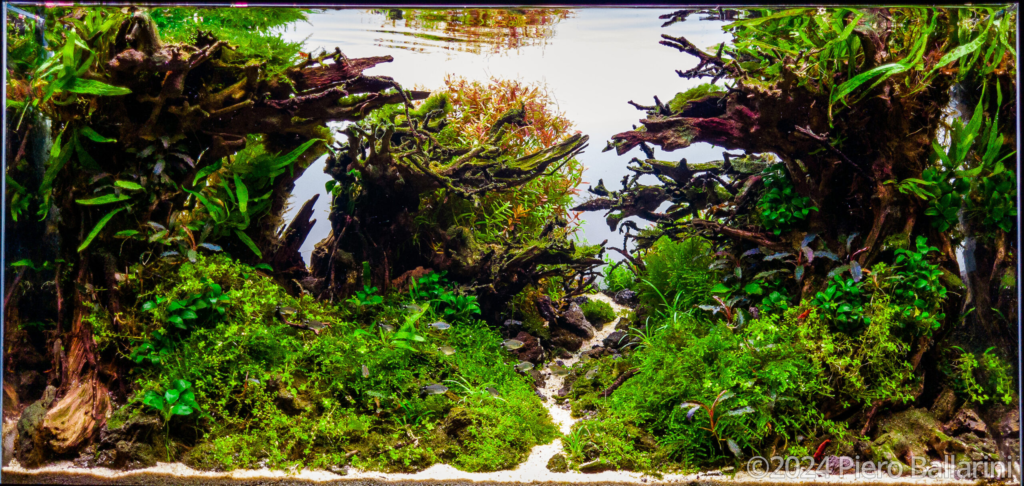 Mediocris silva - Aqua Plants Hub