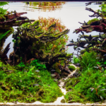Mediocris silva - Aqua Plants Hub