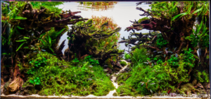 Mediocris silva - Aqua Plants Hub