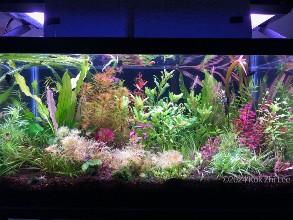 Garden scape - Aqua Plants Hub