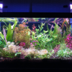 Garden scape - Aqua Plants Hub