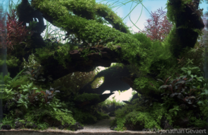 Impact - Aqua Plants Hub