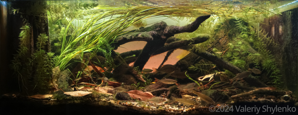 Layout 441 - Aqua Plants Hub