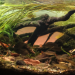 Layout 441 - Aqua Plants Hub