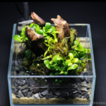 Green stump - Aqua Plants Hub