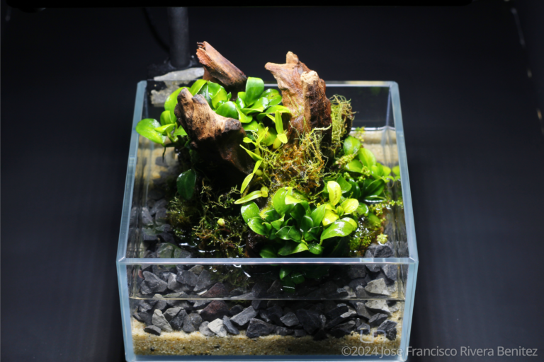 Green stump