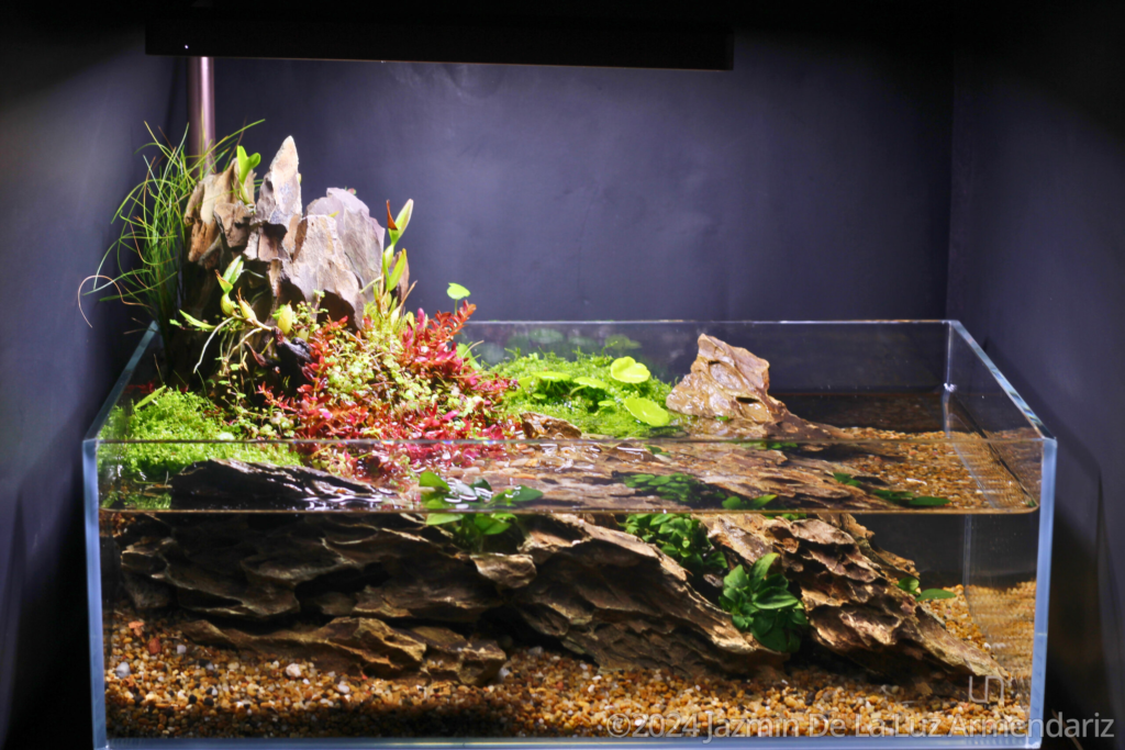Red Love - Aqua Plants Hub