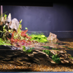 Red Love - Aqua Plants Hub