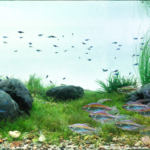 a tranquil riverside - Aqua Plants Hub