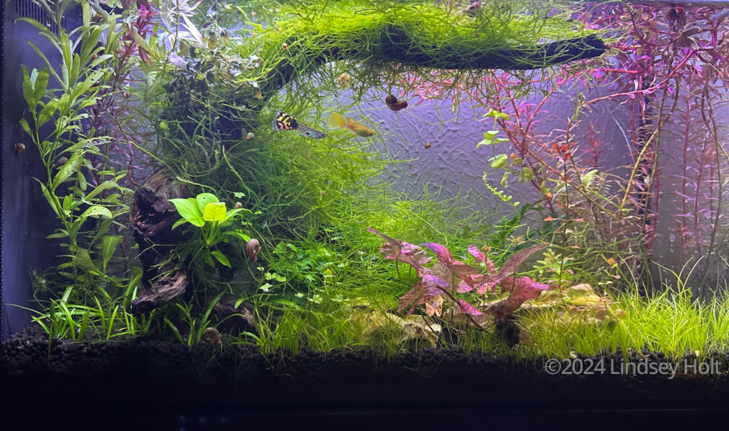Snail You Later - Aqua Plants Hub
