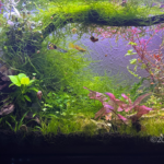 Snail You Later - Aqua Plants Hub