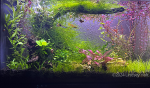 Snail You Later - Aqua Plants Hub