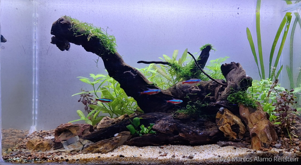 The Jungle - Aqua Plants Hub