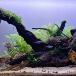 The Jungle - Aqua Plants Hub