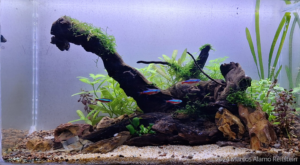 The Jungle - Aqua Plants Hub