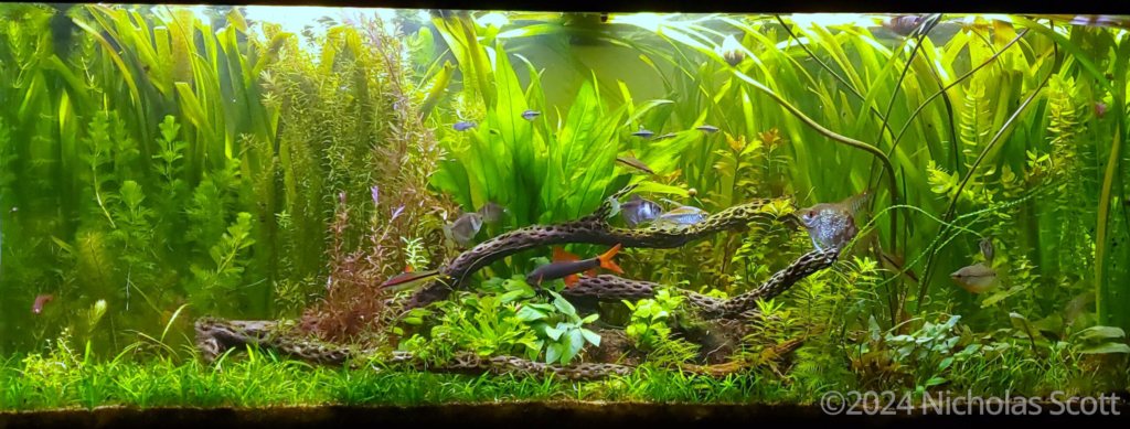 Ephemeral Pond - Aqua Plants Hub