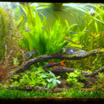 Ephemeral Pond - Aqua Plants Hub