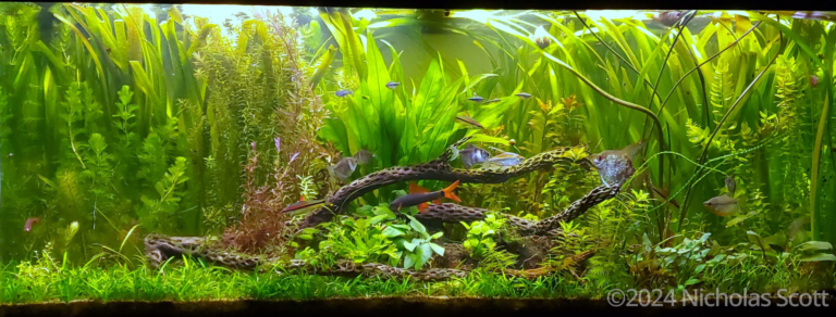 Ephemeral Pond