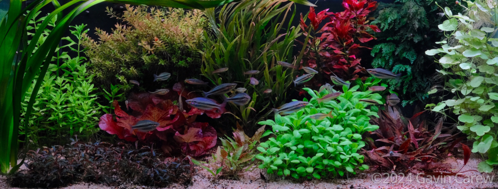 Good Enough for Who it’s For - Aqua Plants Hub