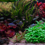 Good Enough for Who it’s For - Aqua Plants Hub
