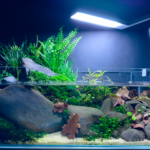 Panta Rei - Aqua Plants Hub