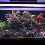 Island Plant - Aqua Plants Hub
