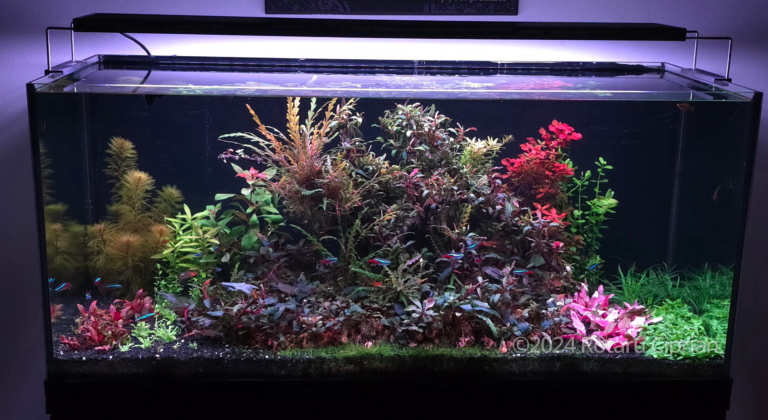 Island Plant