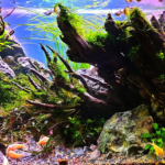 Sensaciones - Aqua Plants Hub