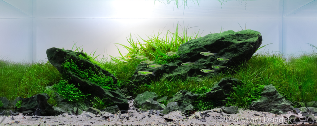 Freshwater shrimp