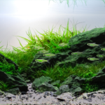 Freshwater shrimp