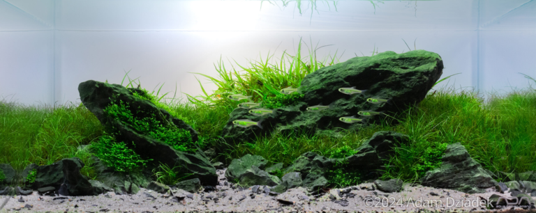 Freshwater shrimp