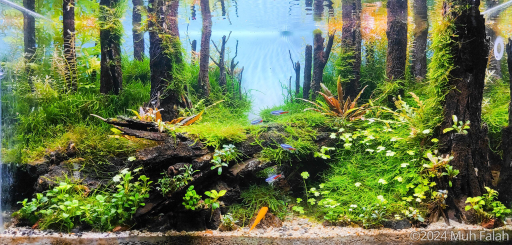 Kartajaya Forest - Aqua Plants Hub