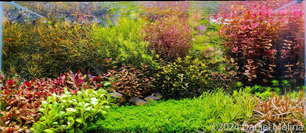 50 Daniel Molina - Aqua Plants Hub