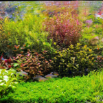 brasilian holandês - Aqua Plants Hub