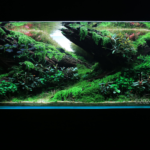 Vestige - Aqua Plants Hub