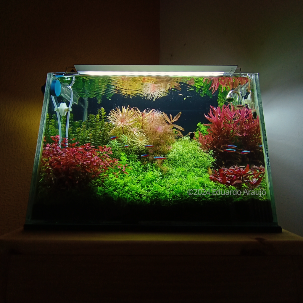 56 Eduardo Araujo - Aqua Plants Hub