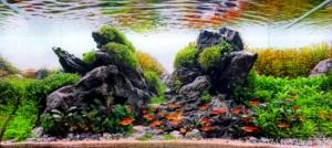 Legacy - Aqua Plants Hub