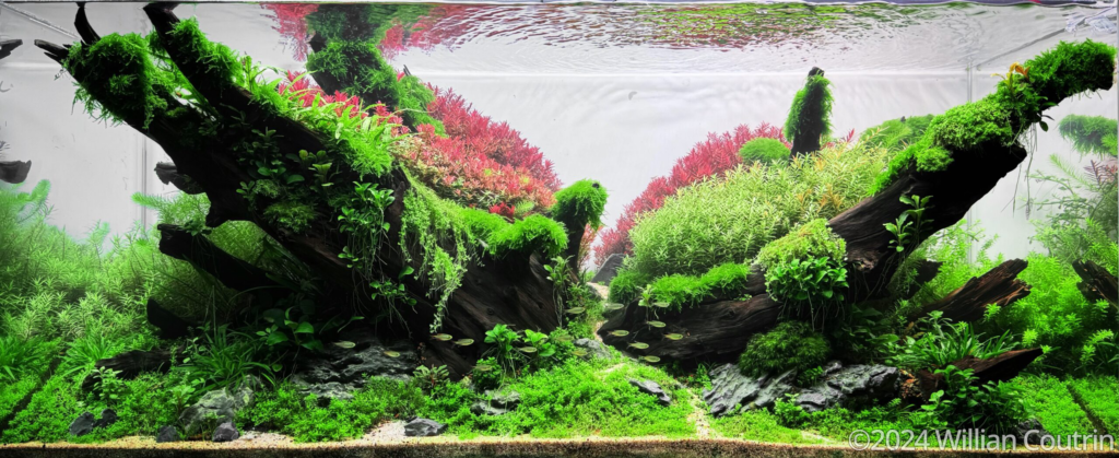 Vale Primaveril - Aqua Plants Hub