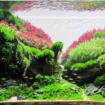 Vale Primaveril - Aqua Plants Hub