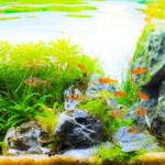 River of Illusion - Aqua Plants Hub