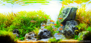 River of Illusion - Aqua Plants Hub