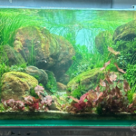Layout 6 - Aqua Plants Hub