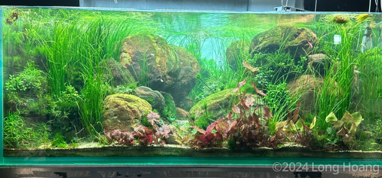 Layout 6