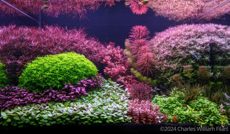 Dream garden