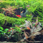The charok - Aqua Plants Hub