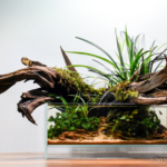 Resilient Roots - Aqua Plants Hub