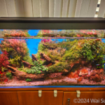 Phinoex - Aqua Plants Hub