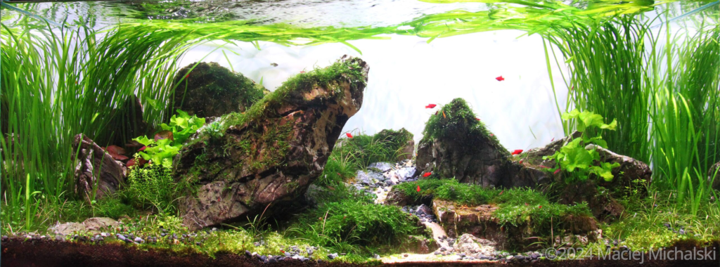 Layout 70 - Aqua Plants Hub