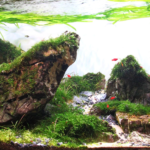 Layout 70 - Aqua Plants Hub